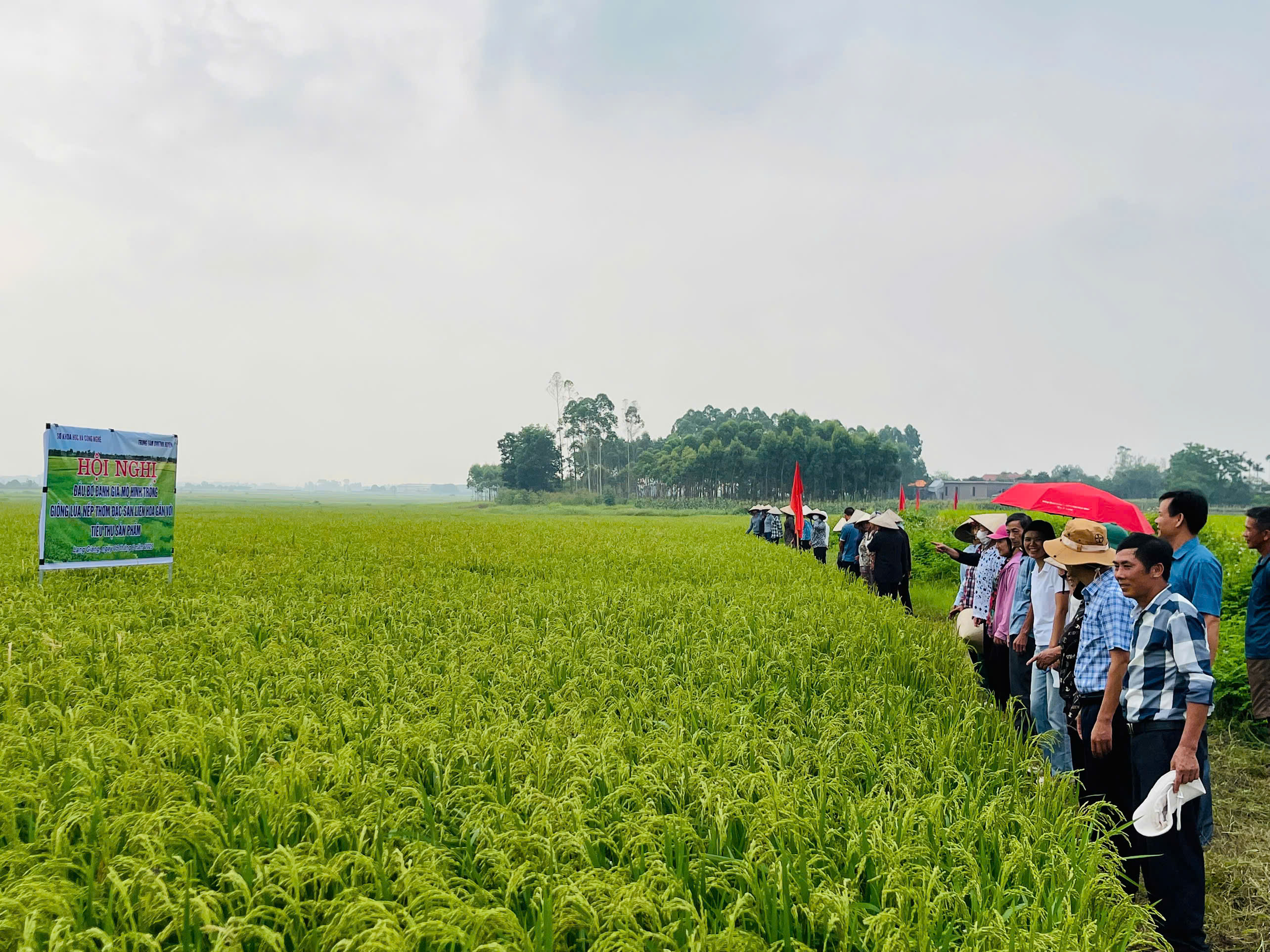 Lạng Giang: Giống Nếp thơm đặc sản Liên Hoa- Tiềm năng mở rộng sản xuất đại trà